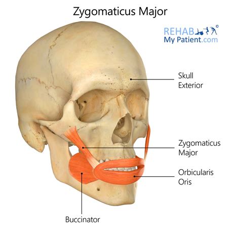 Muscle Exercises Zygomaticus Major Muscle Exercises