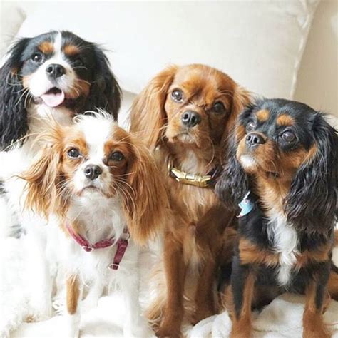 8 FACTS EVERY CAVALIER KING CHARLES LOVER NEEDS TO KNOW – CavLife