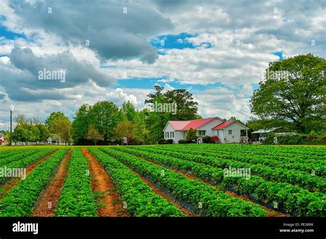 American Farming Photography