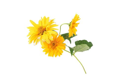 Yellow Daisy Flowers Isolated On White Background Stock Photo - Image ...