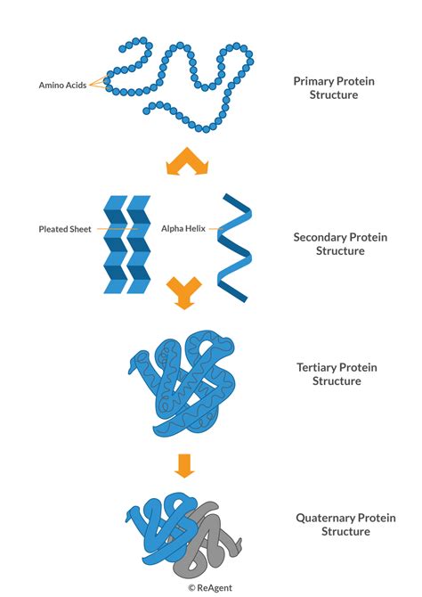 Primary Structure Of Protein