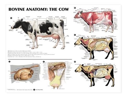 Bovine Anatomy Chart Cow