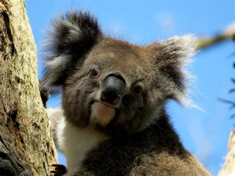 Koala Conservation Strategy for South East Queensland - Environmental ...