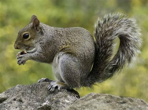 Top 20 Facts about Squirrels - Species, Behavior, Food & More | Facts.net