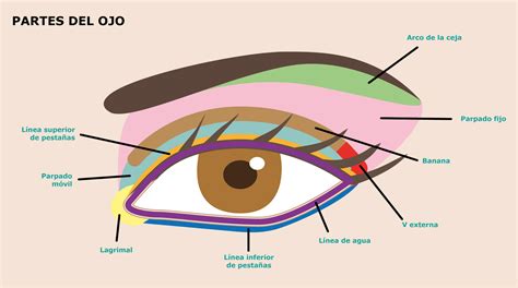 Partes del ojo dibujo - Imagui