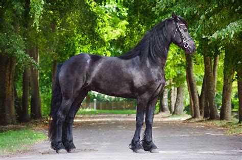 5 Of The Most Expensive Horse Breeds In The World