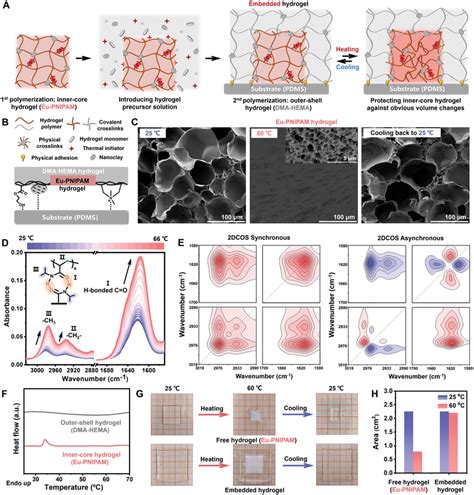 Fabrication and characterization of the hydrogel display layer. A ...