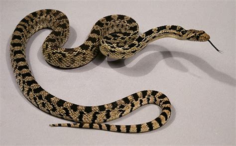 Great Basin Gopher Snake, subadult, Utah, USA. | Flickr - Photo Sharing!