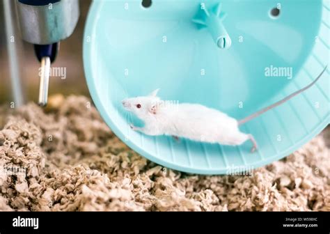 A small white domesticated pet mouse with red eyes running on an ...