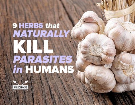 Did you know that garlic is able to slow and kill over 60 types of ...