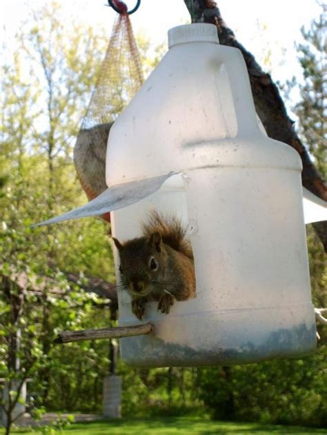 Homemade Squirrel Feeder Plans | 25+ Free DIY Ideas & Plans