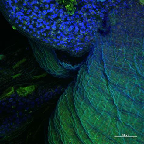 Virola theiodora – Microcosmes