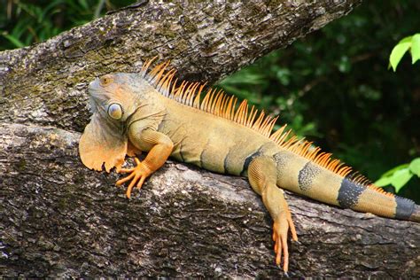 The Iguanas of Costa Rica has several species and types. The Green ...