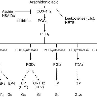 Prostanoids synthesis and receptors. Prostanoids synthesis pathways ...