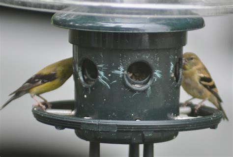 Are these two different varieties of female Goldfinch? Southeast VA : r ...