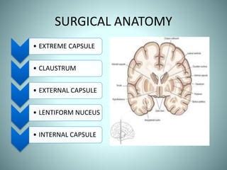 Insular lobe anatomy | PPT