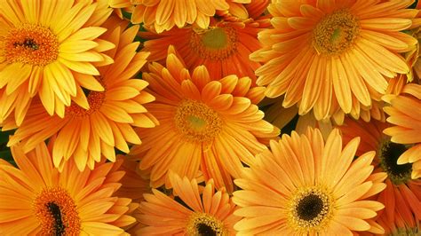 HD Orange Flowers Wallpapers and Photos | HD Flowers Wallpapers