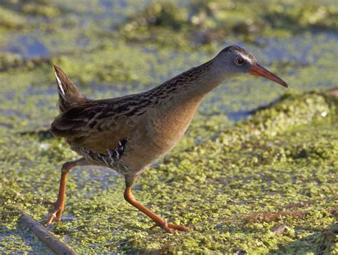 Virginia Rail — Madison Audubon