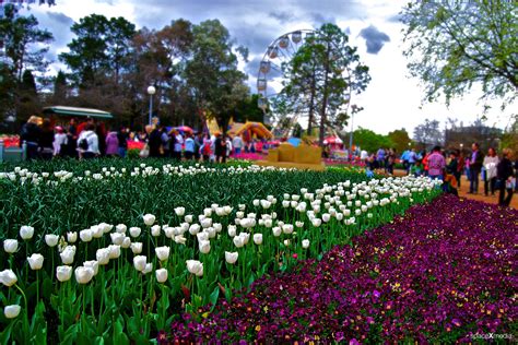 spaceXmedia: Flower Images at Floriade in Canberra