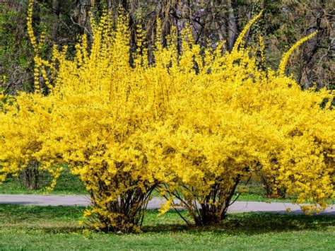 Forsythia Not Blooming: Why Won't My Forsythia Bloom?