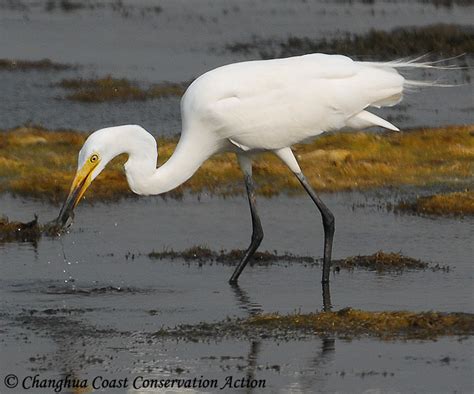 Intermediate Egret - Species Information and Photos