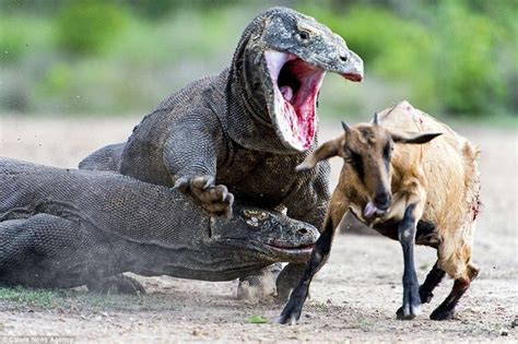 Komodo Dragon Facts and Pictures | Reptile Fact