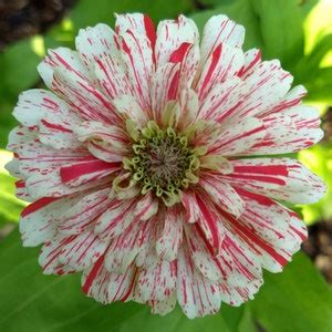 Candy Cane Zinnia Flower zinnia Elegans Seeds - Etsy