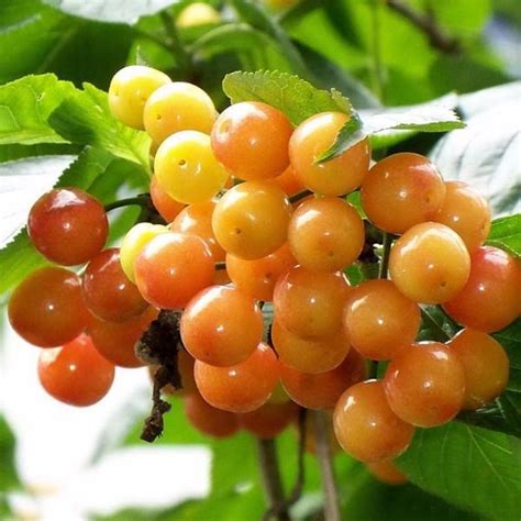 Yellow Cherry Fruit Seeds — USA Garden Center