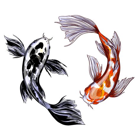 Two koi carps, with red and black spots, hand drawn vector illustration ...