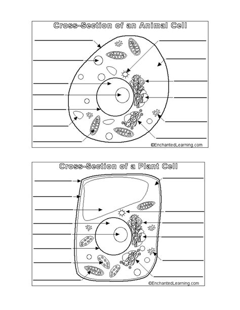 Animal And Plant Cell Worksheet