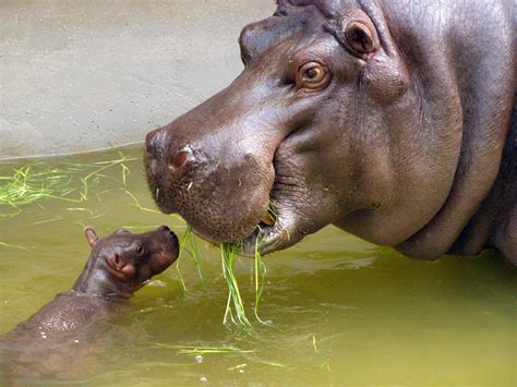 Today: OMG! Baby hippos! - ON TAP FOR TODAY