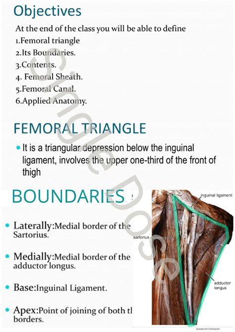 SOLUTION: Femoral triangle anatomy a complete study guide - Studypool