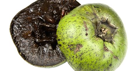 11 Amazing Health Benefits of Black Sapote - Natural Food Series