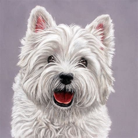 Westie time | Sarahs Pet Portraits