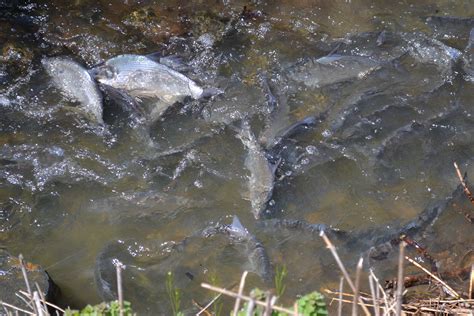 04/23/2015 | Spawning Shad Attract Onlookers Near Ocean Pines Pond ...