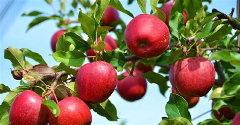 Kashmir's rich apple harvest comes as unexpectedly sweet news for ...