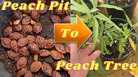 Peach Tree Seeds