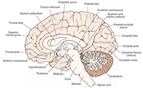 Midsagittal view of the brain. Visible are the structures situated on ...