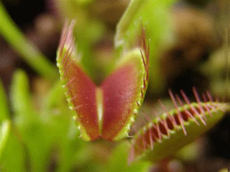 Venus Flytrap Plant GIF - Find & Share on GIPHY