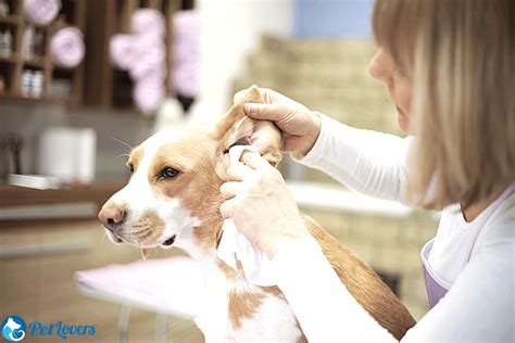 Removing Hair In Dog's Ears - PetLovers