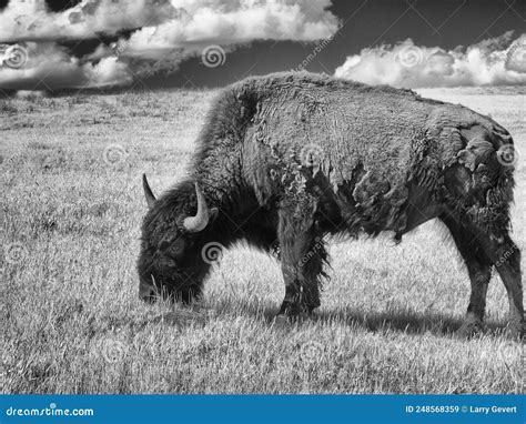 Bison on the Grasslands, Custer State Park, Infrared Stock Image ...