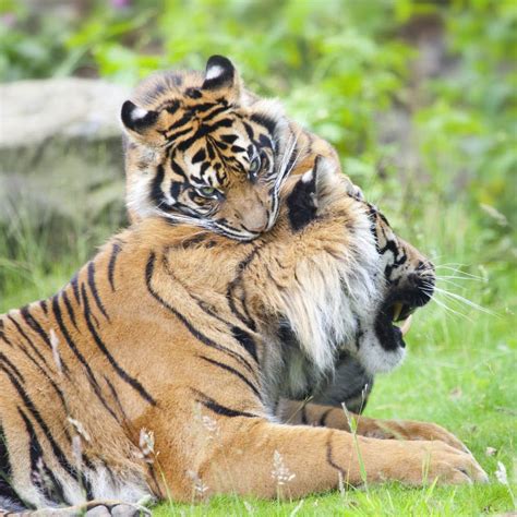 Baby tigers playing stock image. Image of wild, playing - 27644123