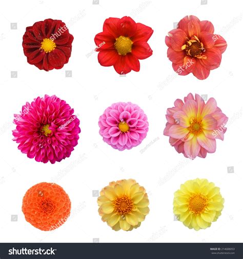 Set Nine Flowers Isolated On White Stock Photo 214688053 | Shutterstock