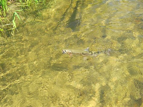 Latest News: Fly Fishing the Coeur D Alene River in Northern ID