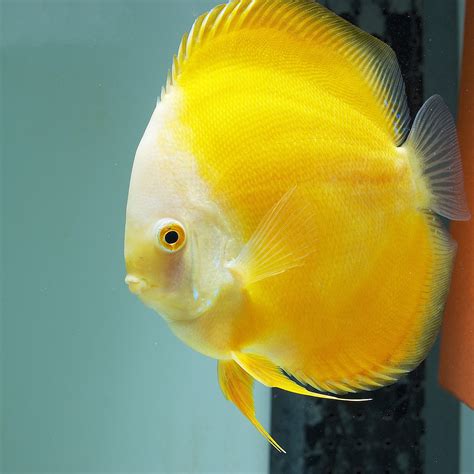 Albino Millenium Gold, Proven Breeding Pair | Discus.com