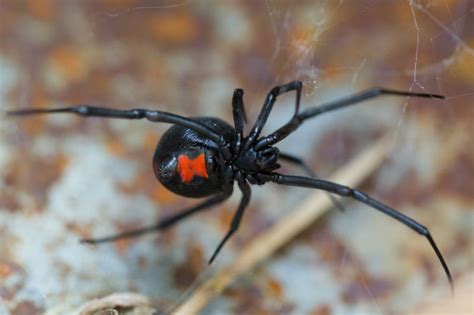 Black widow spider facts, Latrodectus spiders venom & bite