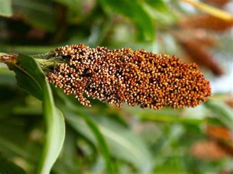 7 Benefits of Eating Sorghum - American Sorghum