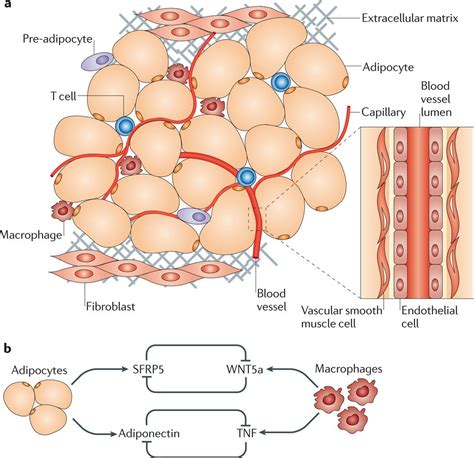 21252989[PMID] - PMC - NCBI | Cells and tissues, Adipose tissue, School ...