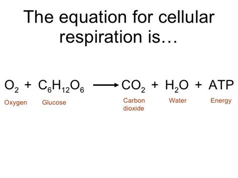 Cellular Respiration