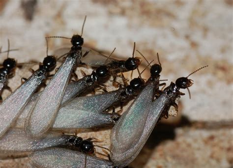 Prime Pest Solutions: Swarms of termites!